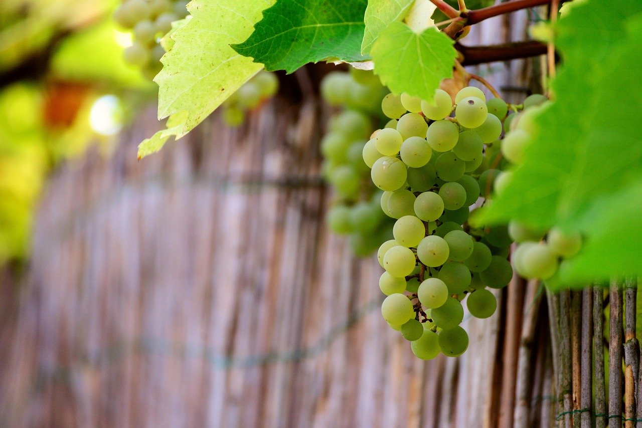 Grapes